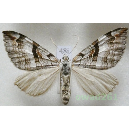 Aplocera praeformata (Hübner, 1826) Czech48i